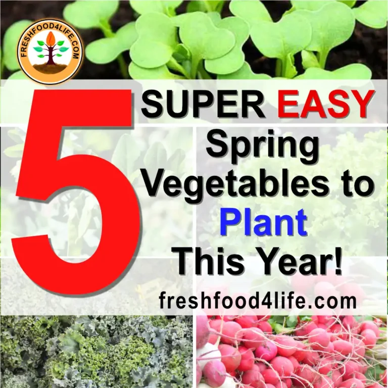 vegetables to plant in spring