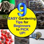 gardening tips for beginners