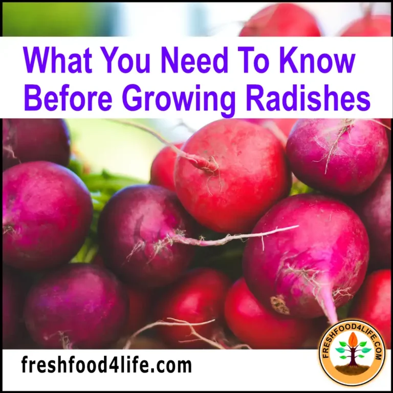 growing radish in containers