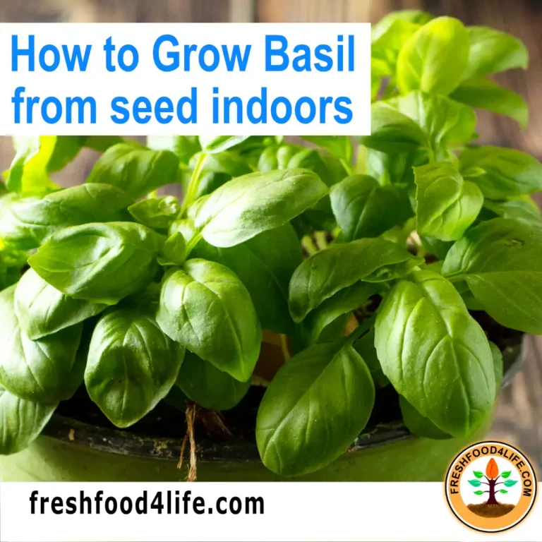 how to grow basil from seed indoors