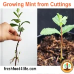 how to grow mint from cuttings