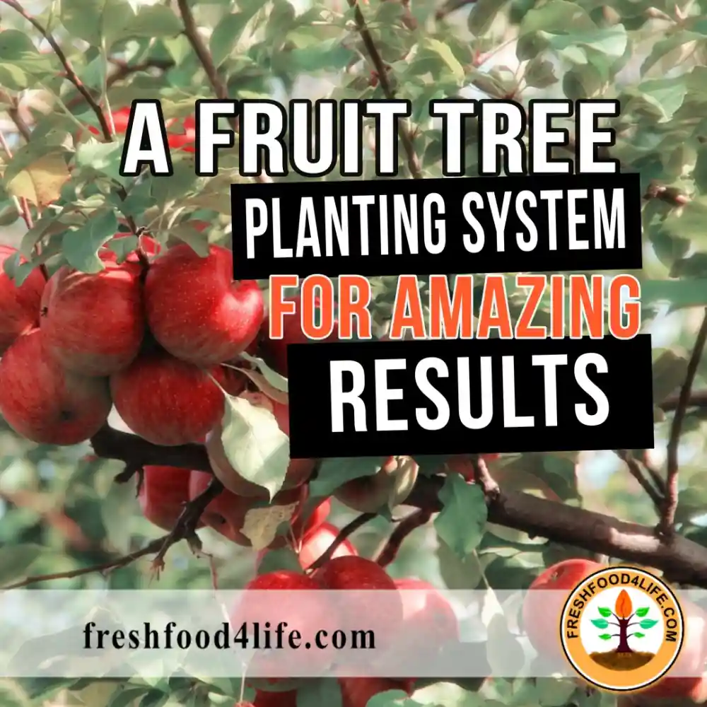 a group of red apples on a tree