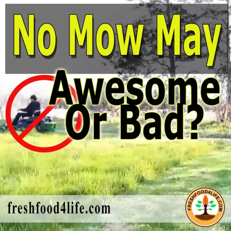 No Mow May: Good or Bad?