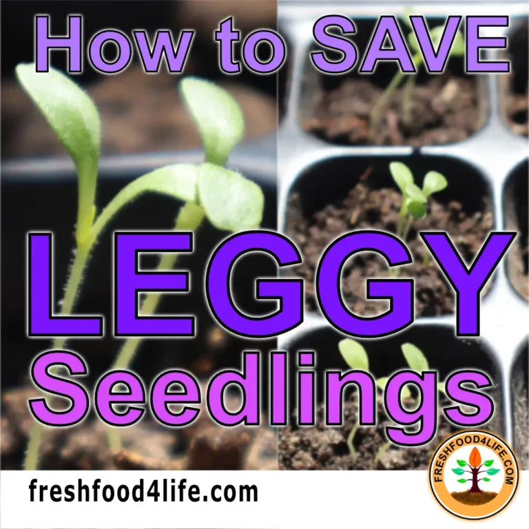 how to save leggy seedlings