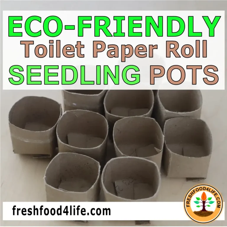 toilet paper roll seedling pots