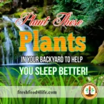 Plants that help you sleep better