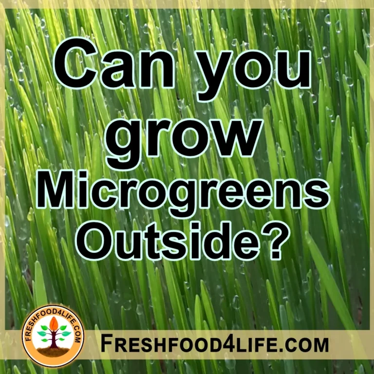 Microgreens Cover