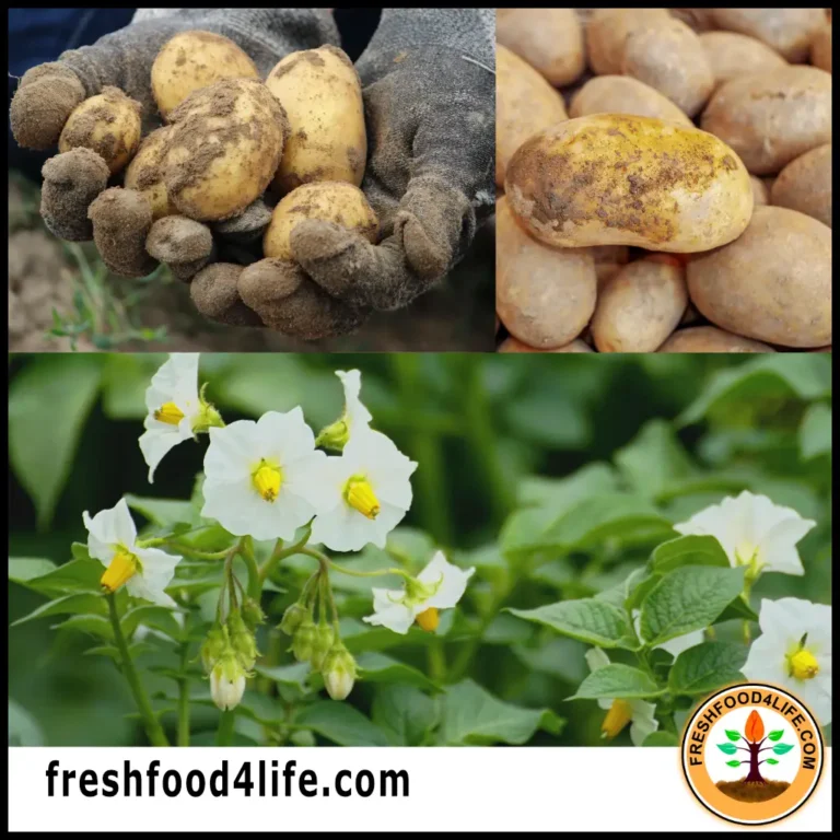 growing potatoes indoor