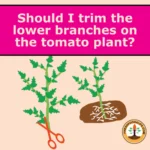 Should I Trim Tomato Lower Branches - Cover