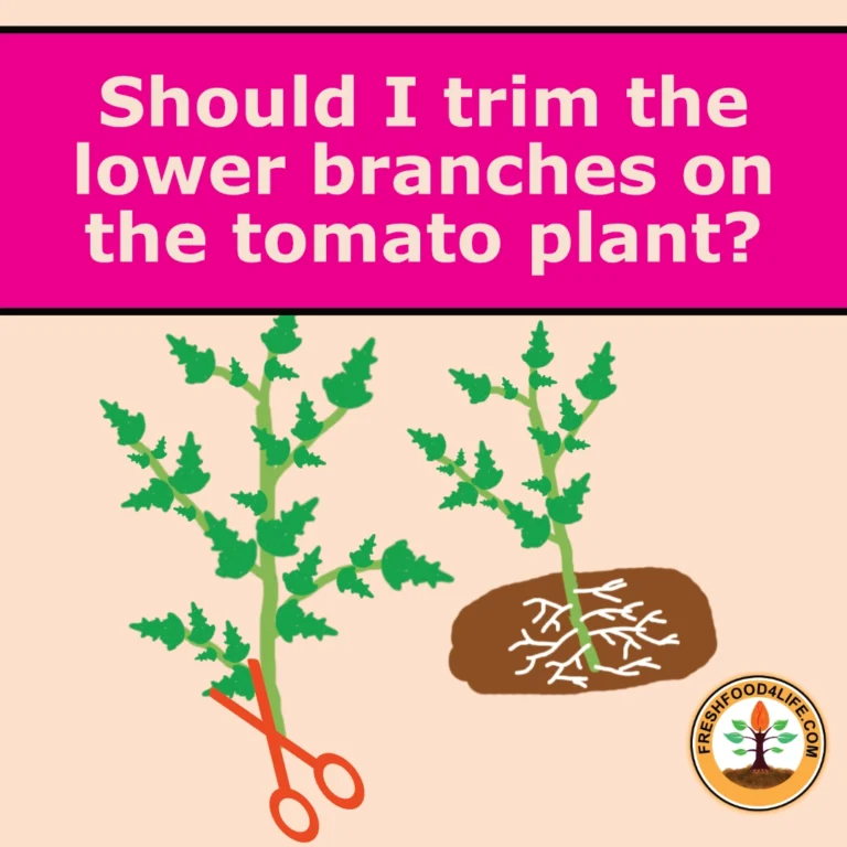 Should I Trim Tomato Lower Branches - Cover