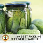 10 Best Pickling Cucumber Varieties