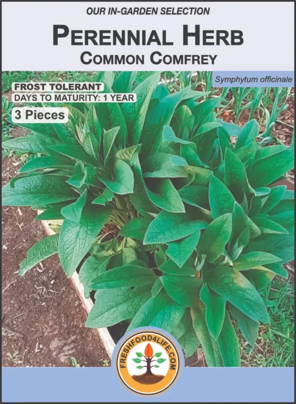 Common Comfrey