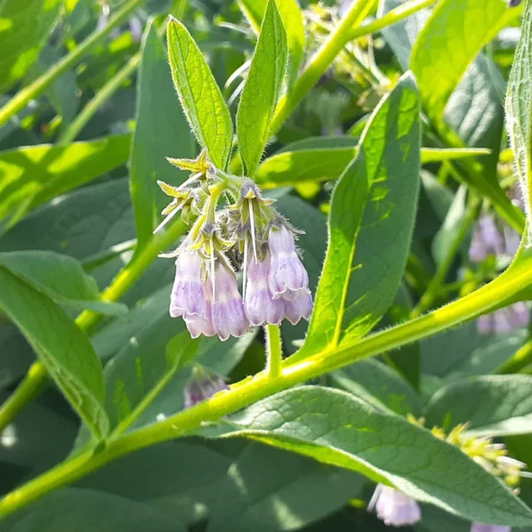 Common Comfrey Plant