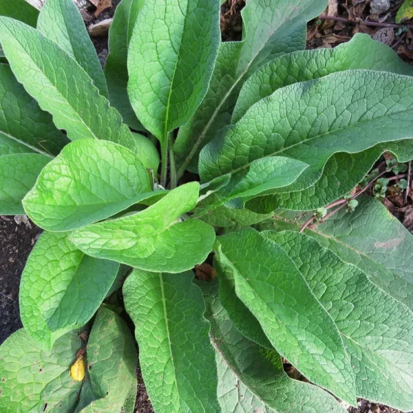 Common Comfrey Plant