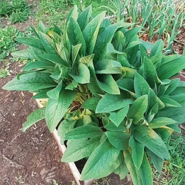 Common Comfrey Plant