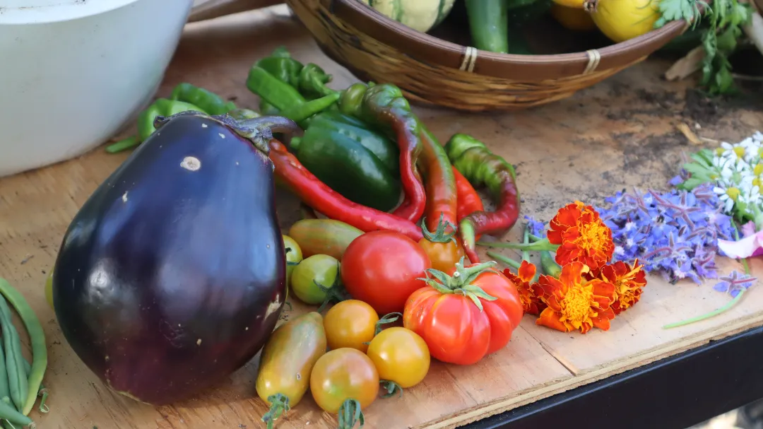 Eggplant-Tomatoes