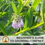 Growing Comfrey