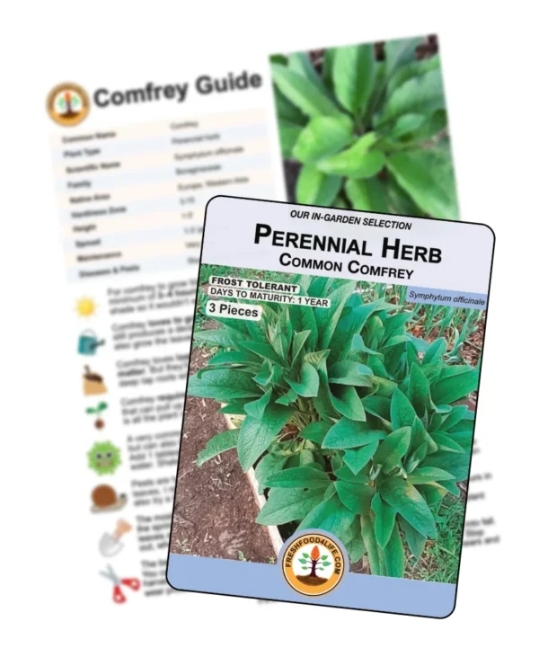 Common Comfrey | Perennial Herb (Pre-Order)(BUNDLE)