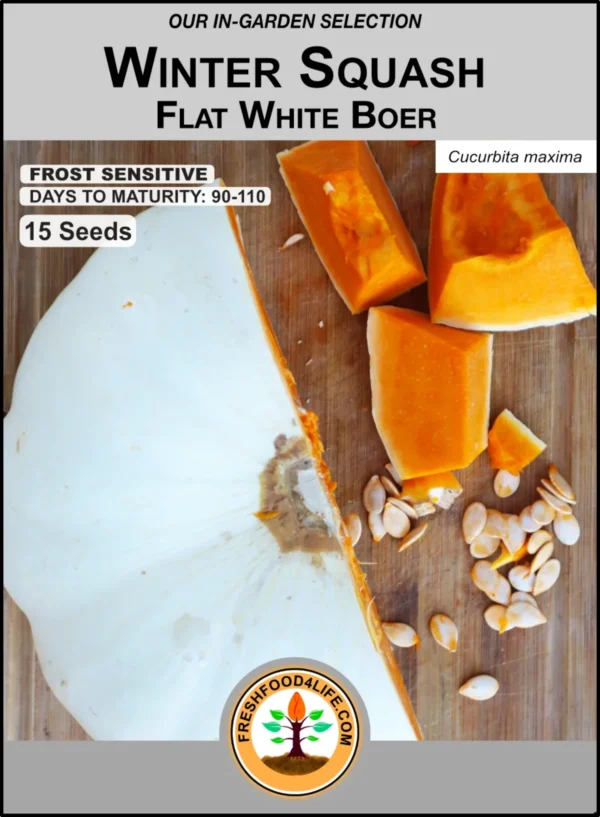 Flat White Boer Squash | Winter Squash - Image 4