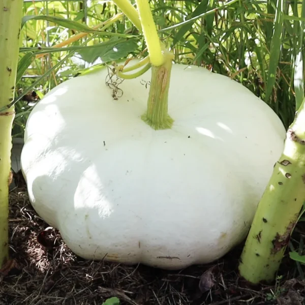 Flat White Boer Squash