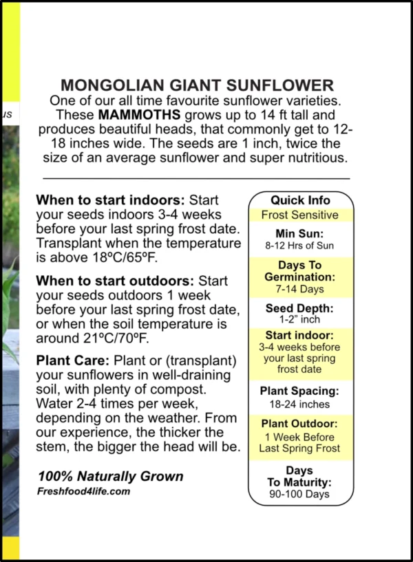Mongolian Giant | Sunflower - Image 3