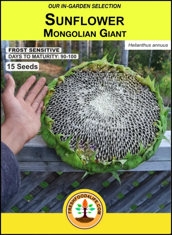 mongolian giant sunflower