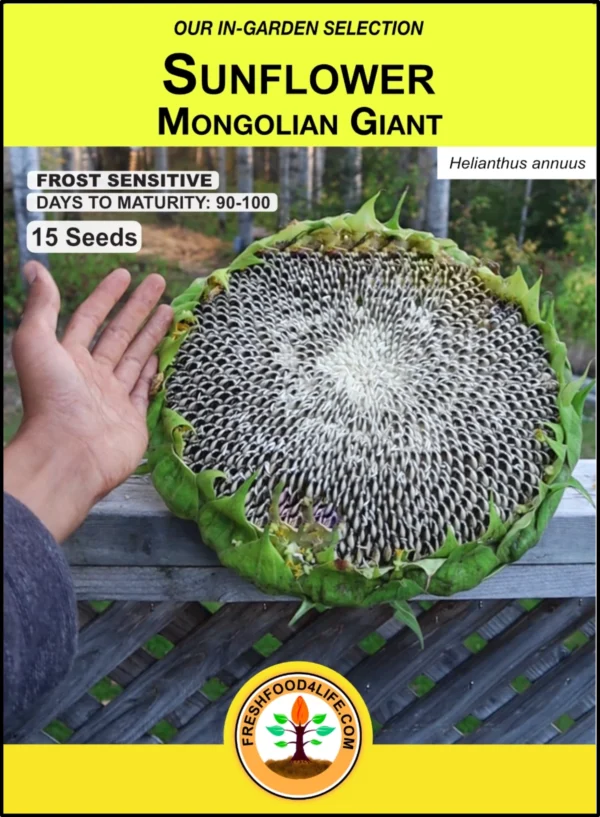 Mongolian Giant | Sunflower - Image 4