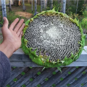 mongolian giant sunflower