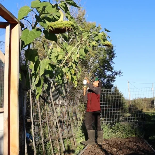 mongolian giant sunflower