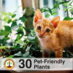 30 household plants safe for cats and dogs