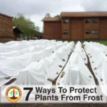 protect plants from frost