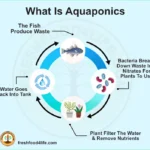 Aquaponic Garden