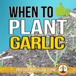 When To Plant Garlic