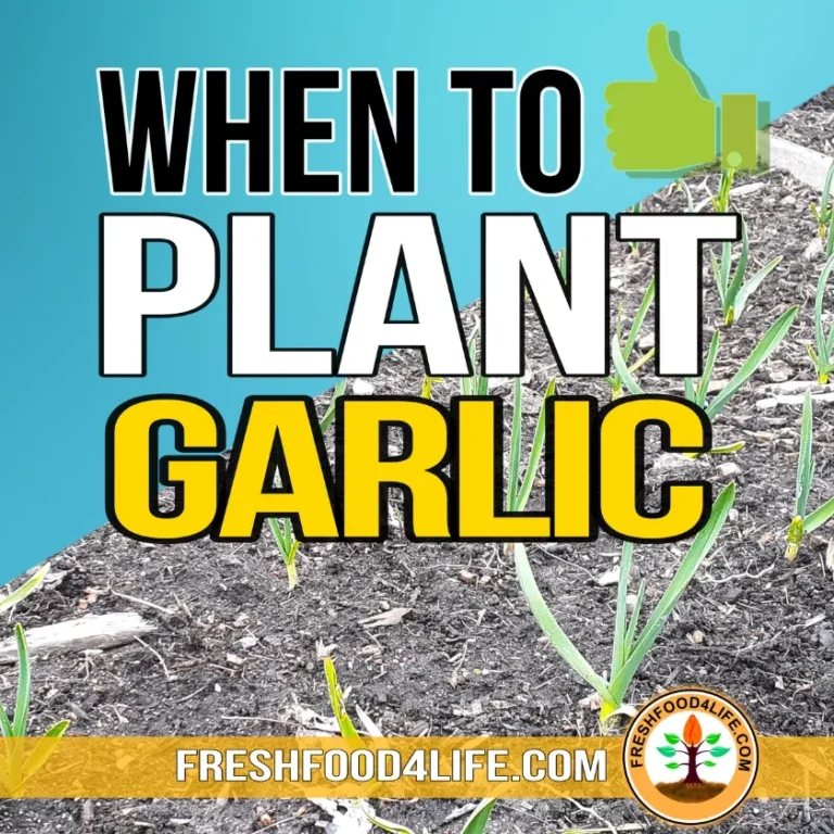 When To Plant Garlic