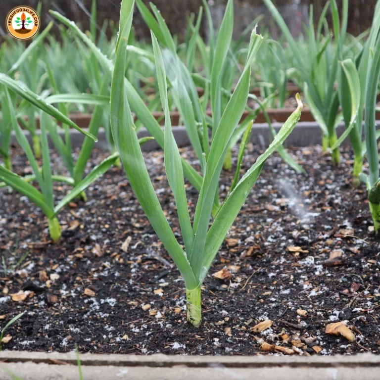 how long does garlic takes to grow from planting the bulb until you can harvest them