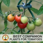 best companion plants for tomatoes