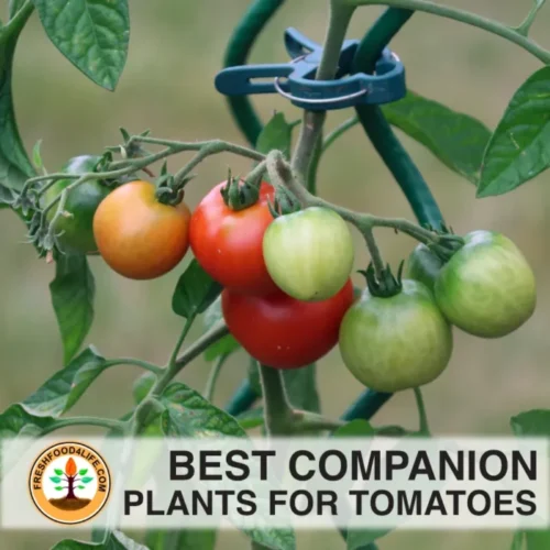 best companion plants for tomatoes