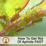 how to get rid of aphids fast