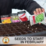 what to plant in February